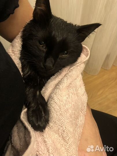 Котики бесплатно