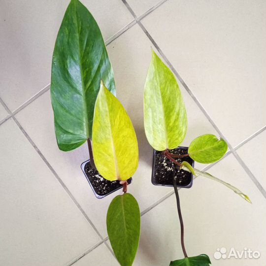 Филодендроны и монстеры