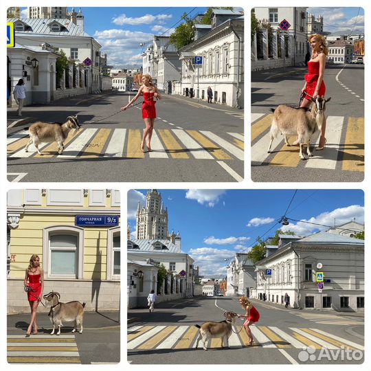 Фотосессия: Петух, курица,гусь,коза