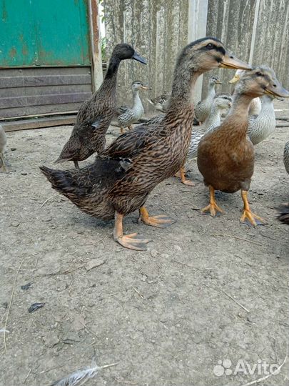 Руанскии утята