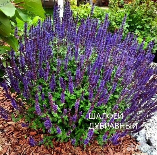 Цветы многолетники