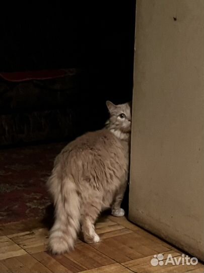 Кот в хорошие руки