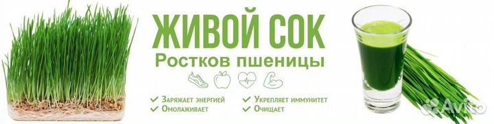 Витграсс, сок ростков пшеницы