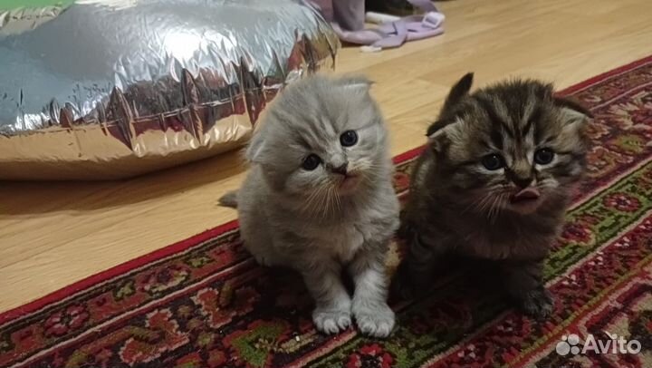 Шотландские котята
