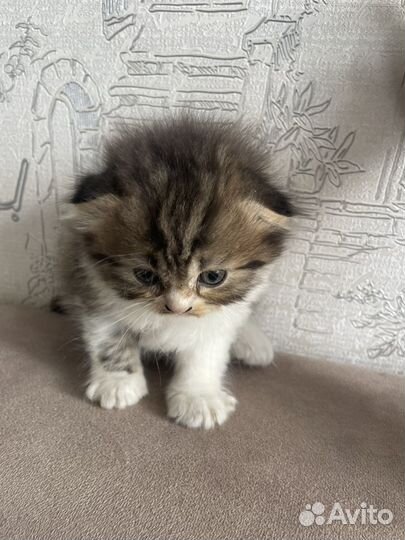 Шотландские вислоухие котята