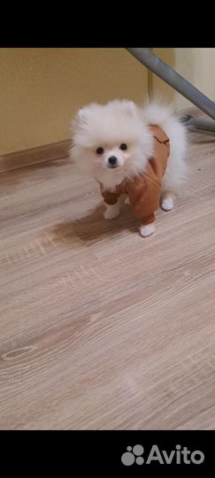 Толстовка для собак маленьких пород