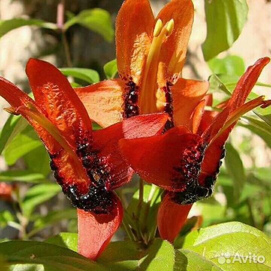 Комнатные красивоцветущие