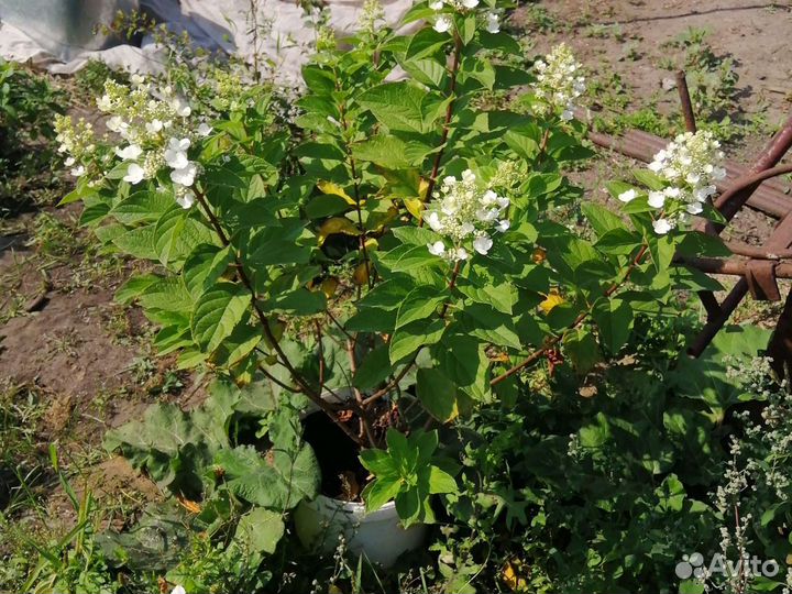 Цветущие кустарники, гортензии