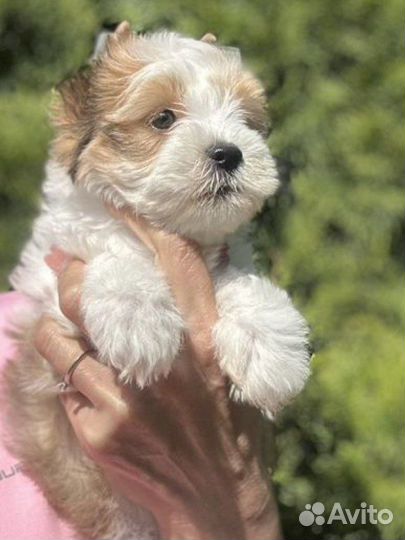 Девочка золотая с белым голдаст