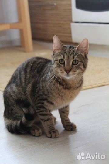 Кот