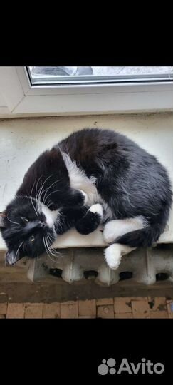 Красивый кот ищет любящую семью