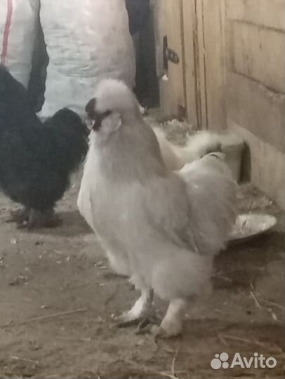 Продам петушков китайская шелковая