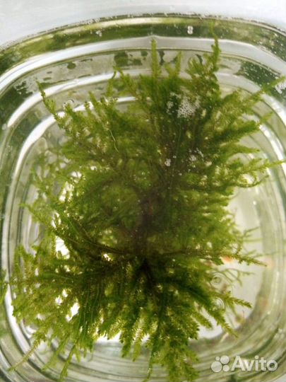 Прополка, Аквариумные Растения, Хелены, меченосцы