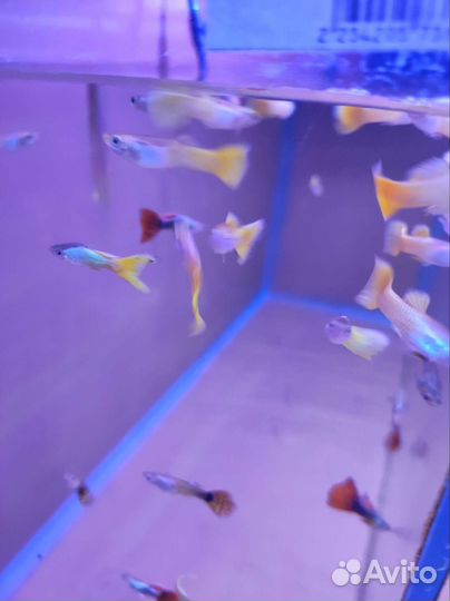 Гуппи желтохвостые Аквариумные рыбки