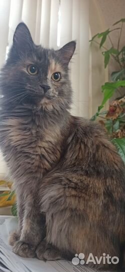 Стерилизованная кошка-подросток