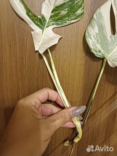 Монстера Альба