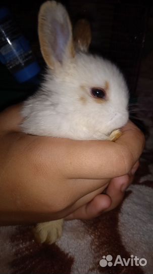 Декоративные кролики