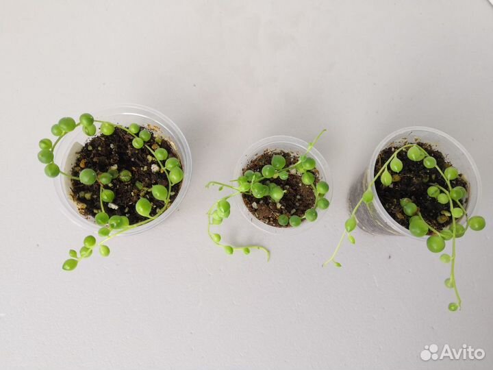 Крестовник роули