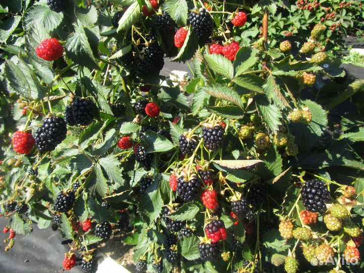 Саженцы малины,ежевики,сливы,облепихи,вишни,ирги