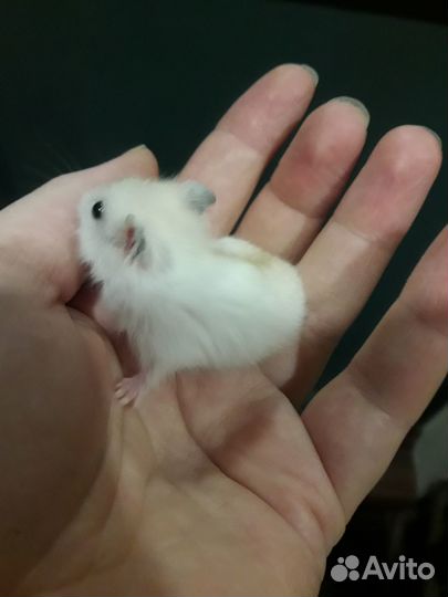 Джунгарские хомячки