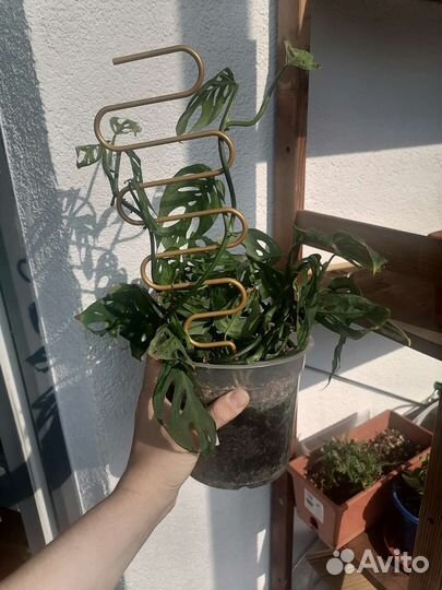 Монстера (Фридрихшталя)