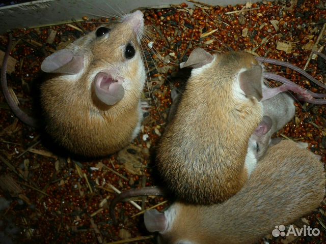 Иглистые мыши и Дегу- Чилийская белка (малыши)