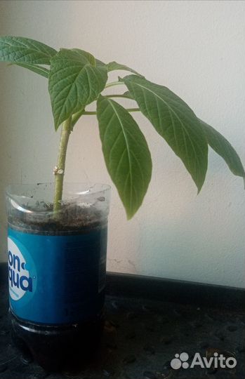 Бругмансия (черенки)