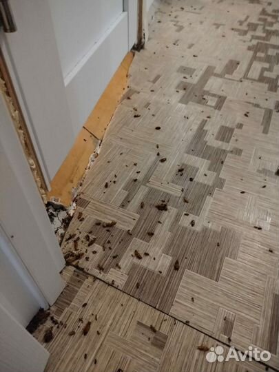 Уничтожение тараканов,клопов,мышей,плесени,запахов