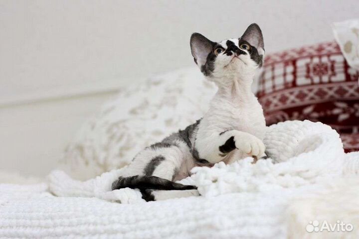 Красивая девочка породы Девон рекс