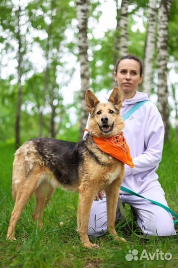 Собака Айка из приюта ищет дом