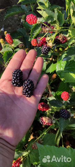 Саженцы ежевики Прайм Арк Горизонт