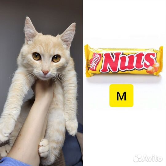 Котенок в добрые руки