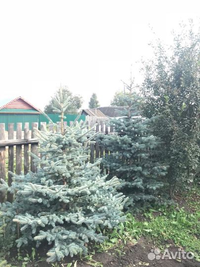 Голубая ель