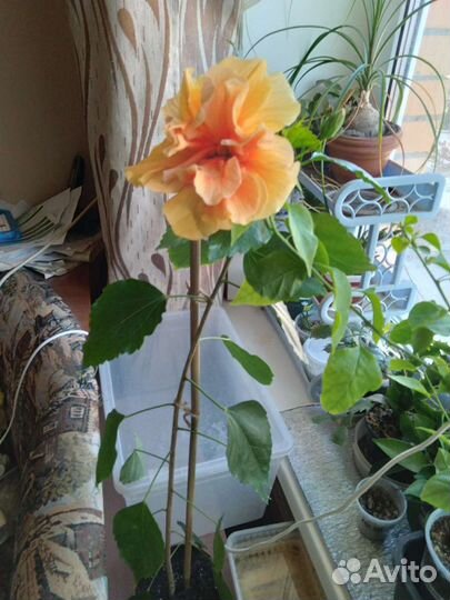 Сортовые гибискусы