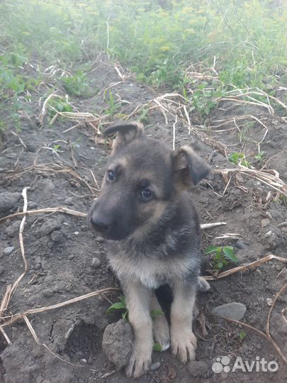 Продам щенков немецкой овчарки