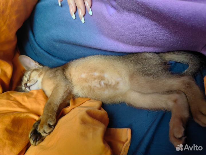 Абиссинский котенок девочка
