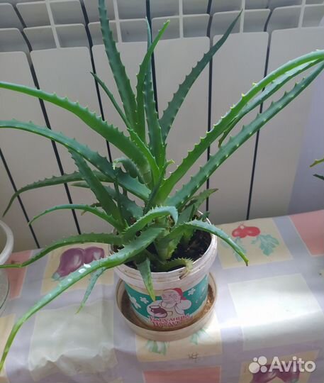 Алое лечебный