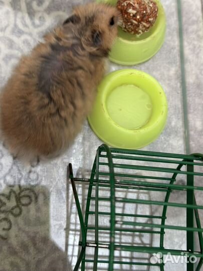 Хомяк с клеткой