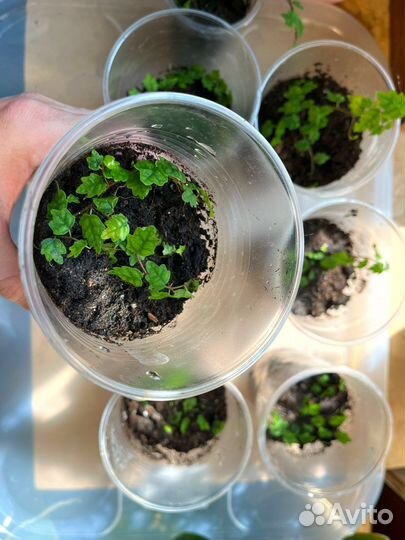 Фикус дуболистный