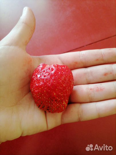 Рассада клубники