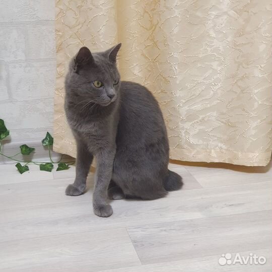Русская голубая