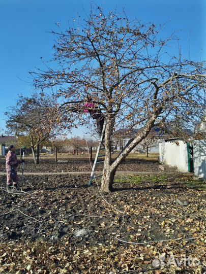 Обрезка сада, обработка пестицидами