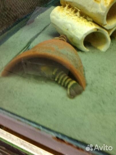 Зебровый рак Cherax papua