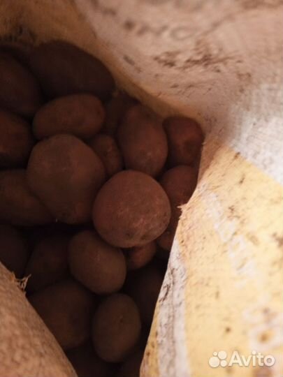 Продам картофель семенной домашний