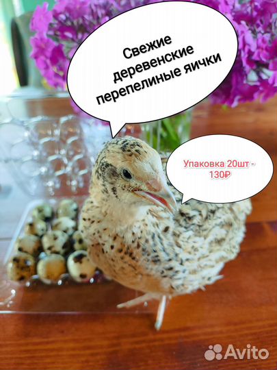 Яйца перепелиные, перепела, перепела копченые