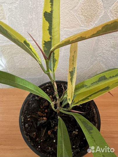 Фикус биннендийка