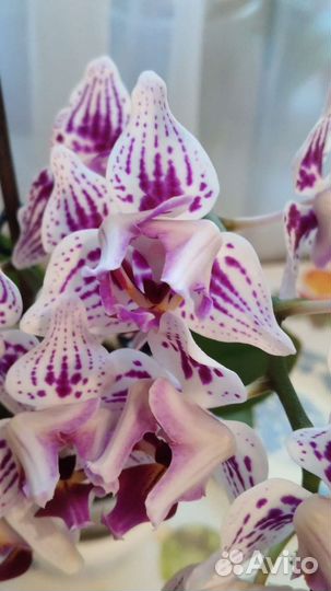 Орхидея фаленопсис пелорик