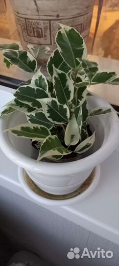 Фикус бенджамина