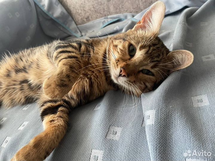 Домашний, умный кот в добрые руки