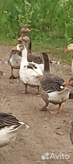 Продам гусей